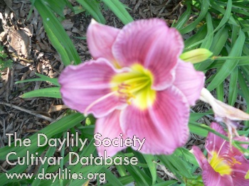 Daylily By Any Other Name